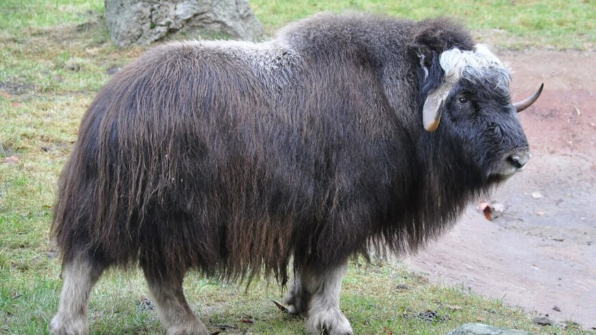 Овцебык и сычуаньский такин родились в Московском зоопарке