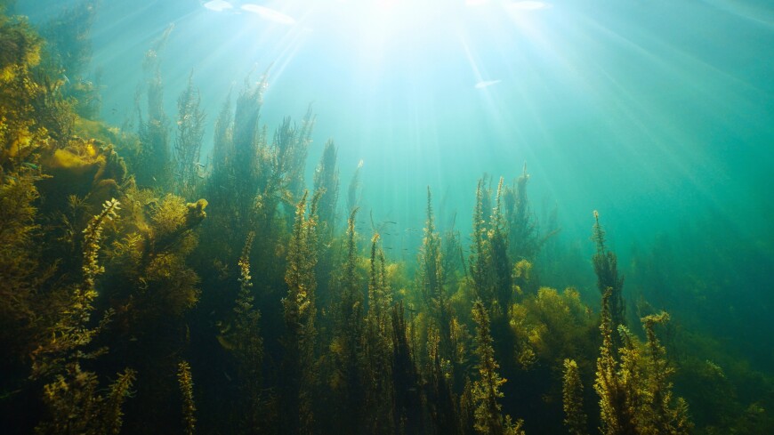 Новый вид водорослей нашли в Карском море