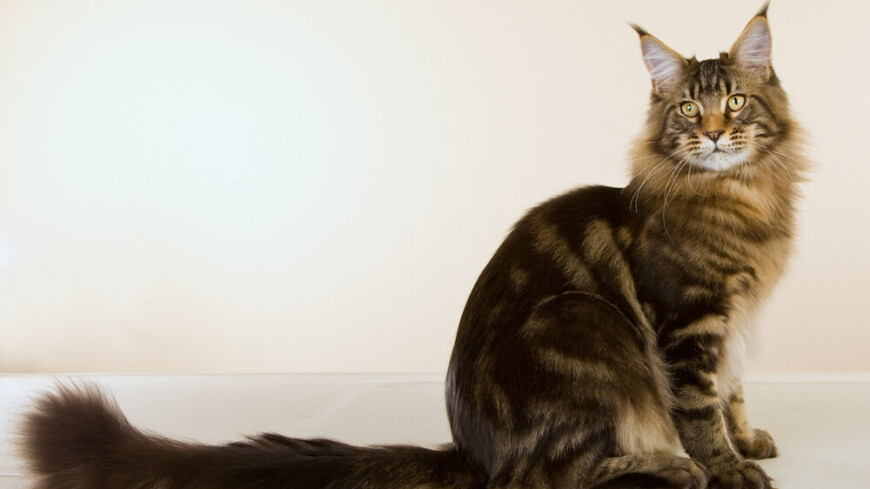 Мейн-кун из США признан обладателем самого длинного хвоста у домашней кошки