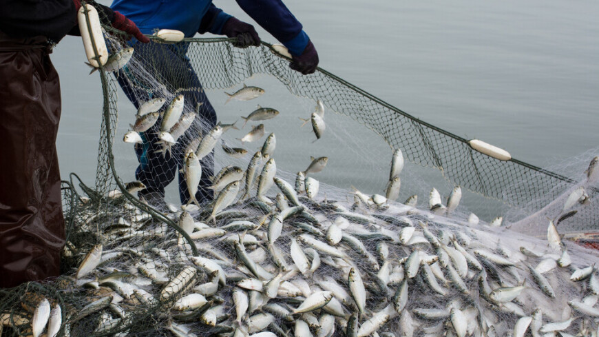 Радиационный контроль за морепродуктами усилили в Приморье