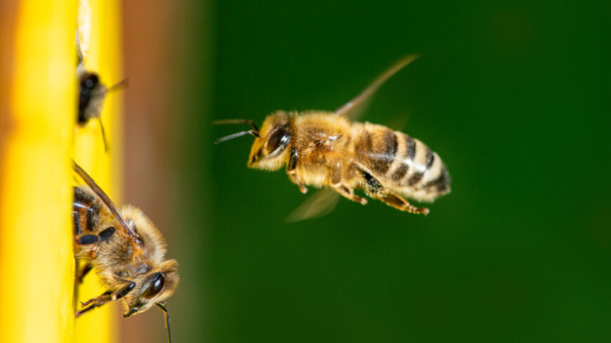 Названо время и место появления первых пчел