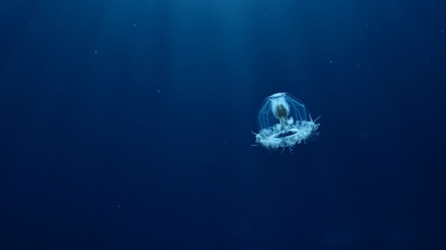 Древнейшую плавающую медузу возрастом 505 млн лет нашли в Канаде