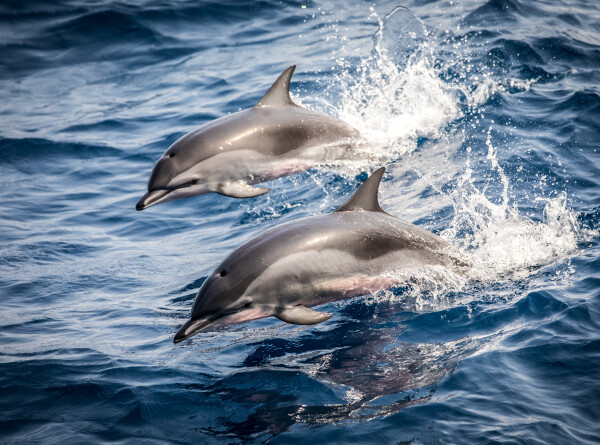 У дельфинов выявили способность чувствовать электричество