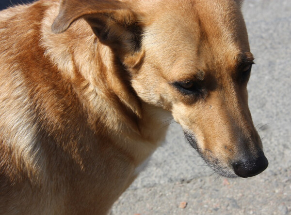 Пропавшую у жителей Брянска собаку нашли в другом городе два года спустя