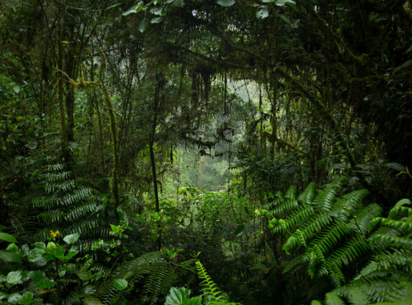 Затерянную дорогу майя нашли в джунглях благодаря лидару