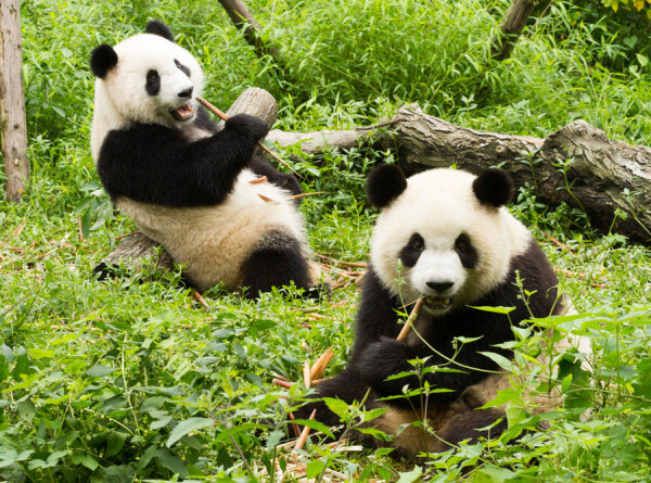 Две панды из Шотландии вернулись в Китай
