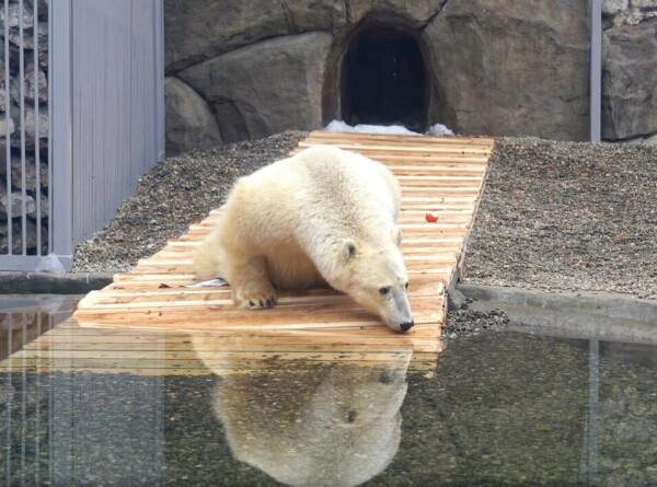 Медведь Диксон добрался до бассейна по матам, постеленным в его вольере