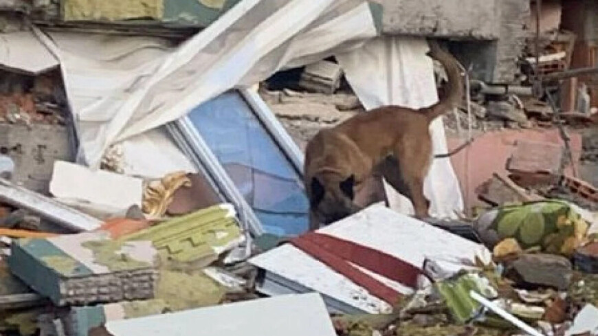 Пес-спасатель из Казахстана помогает достать людей из-под завалов в Турции