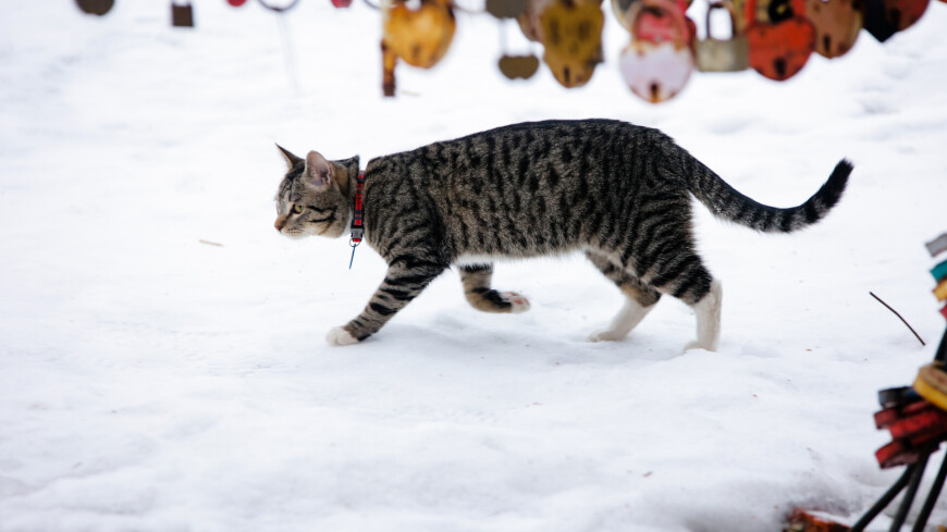 парковая аллея, снежный покров, снег, кот зимой, кошка зимой, домашние животные, кот гуляет, кошка гуляет, кошачий ошейник, кошки, коты