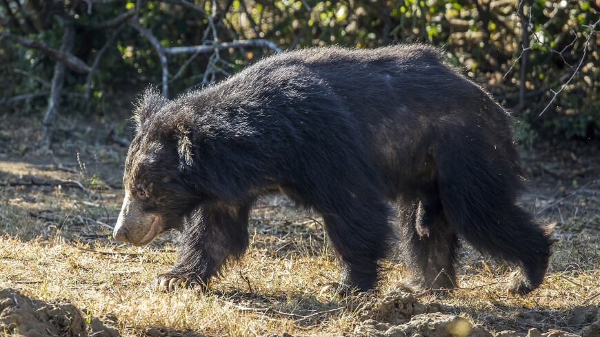 Бамбуковая палка спасла жителя Индии от самого опасного медведя в мире