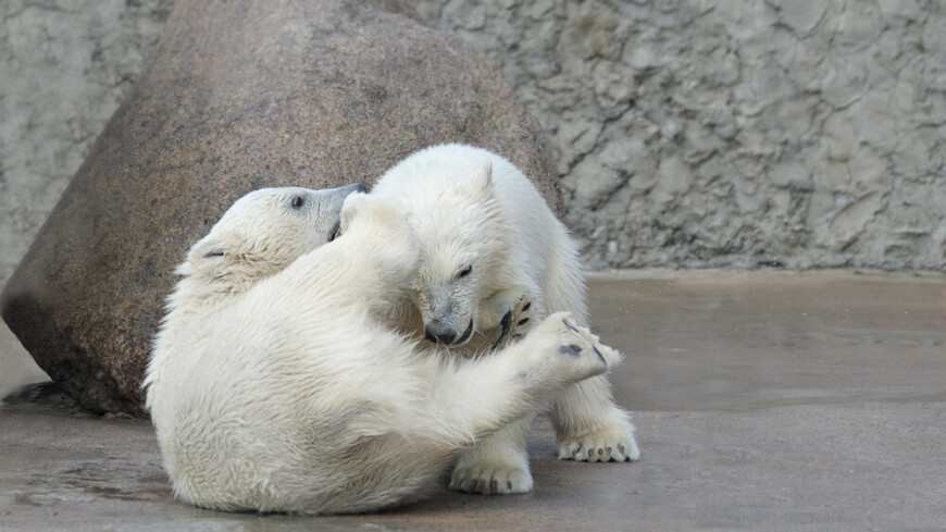 У белых медведей в зоопарке Новосибирска родилась двойня
