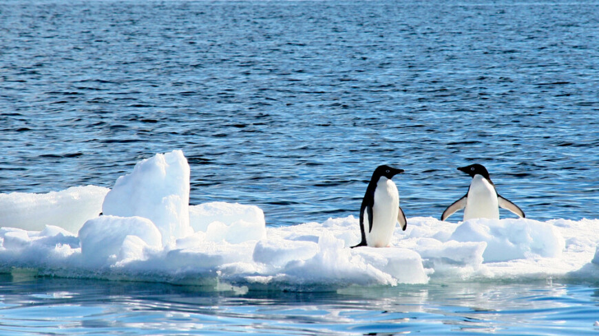 Рекордное таяние морского льда отмечают в Антарктиде второй год подряд