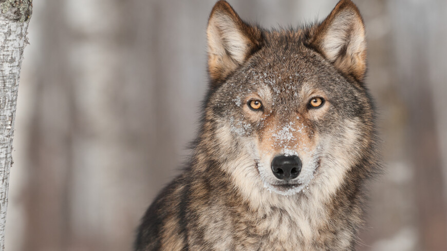 Стая волков держит в страхе жителей якутского поселка