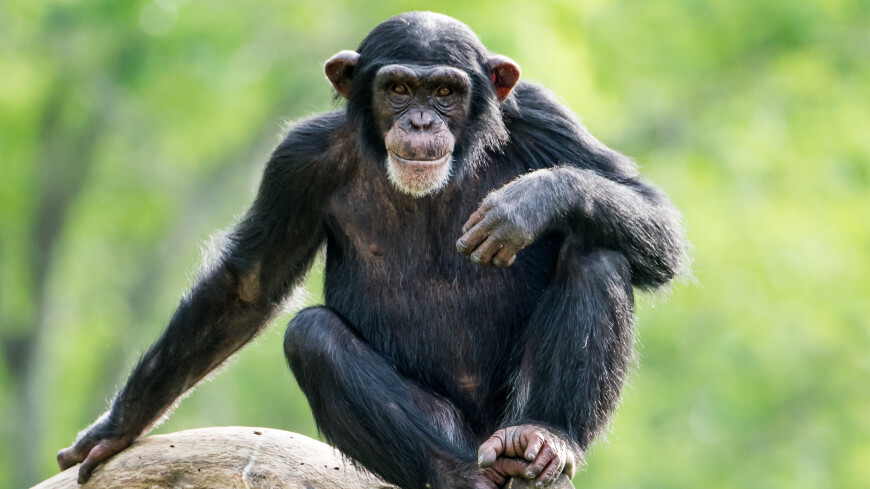 Шимпанзе швырнул в посетителей зоопарка брошенную в него бутылку с водой