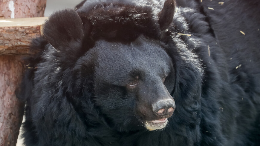 Медведи Фаня, Вася и Бабуля, спасенные от браконьеров, набрали вес в Московском зоопарке
