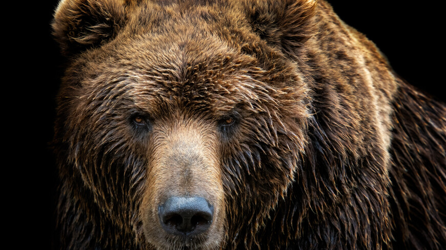 Дикий медведь убил в Италии человека впервые за 150 лет