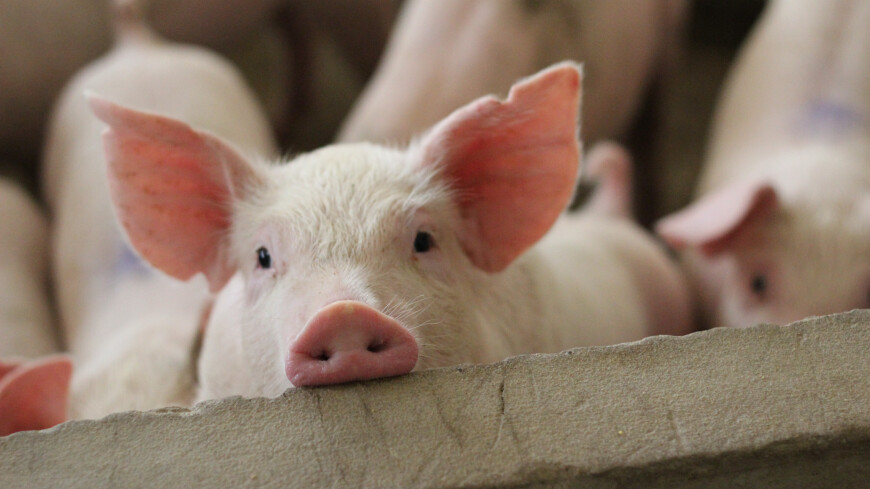 Около 1,5 тысячи свиней погибли на ферме в Марий Эл из-за неисправной вентиляции
