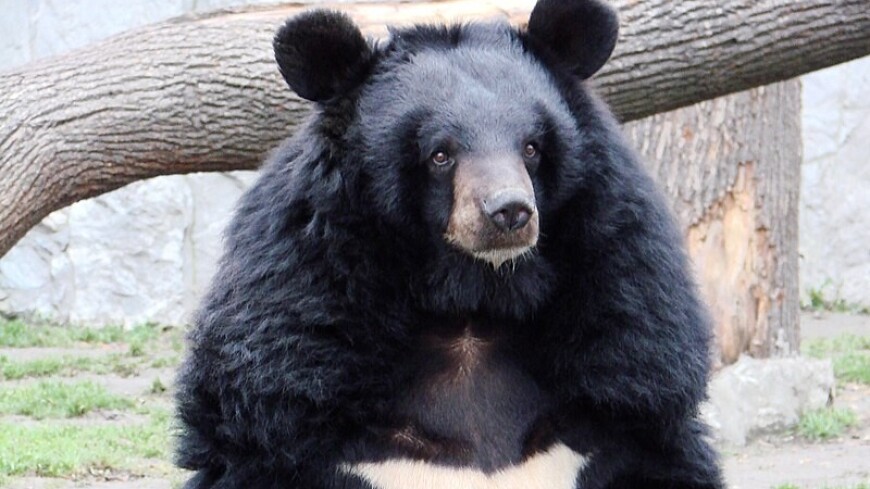 Первый медведь вышел из зимней спячки в зоопарке Екатеринбурга