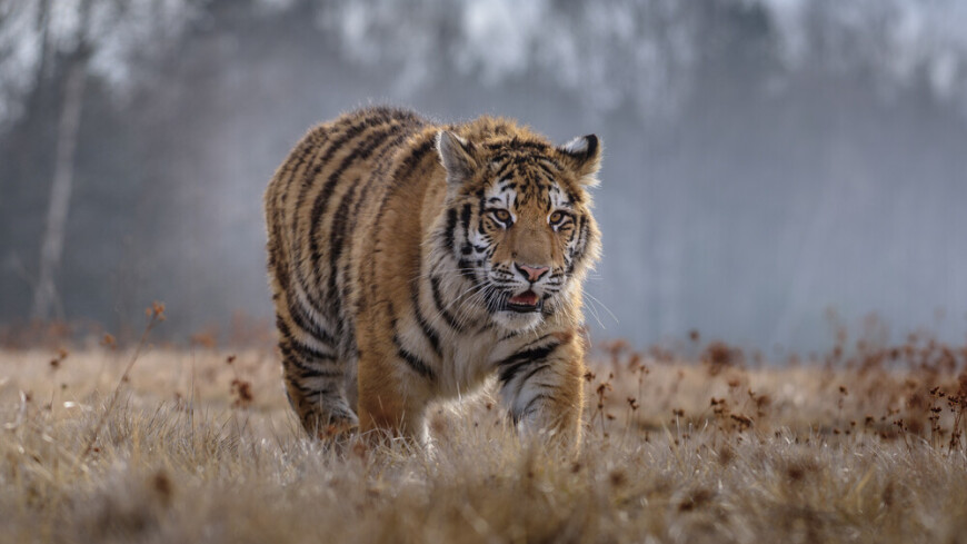 Напавшего на охотников в Хабаровском крае тигра пристрелили