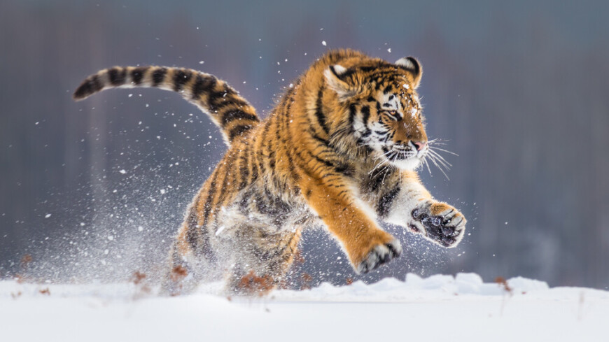 Ученые обнаружили новых тигра и леопарда во время авиаучета в Приморье