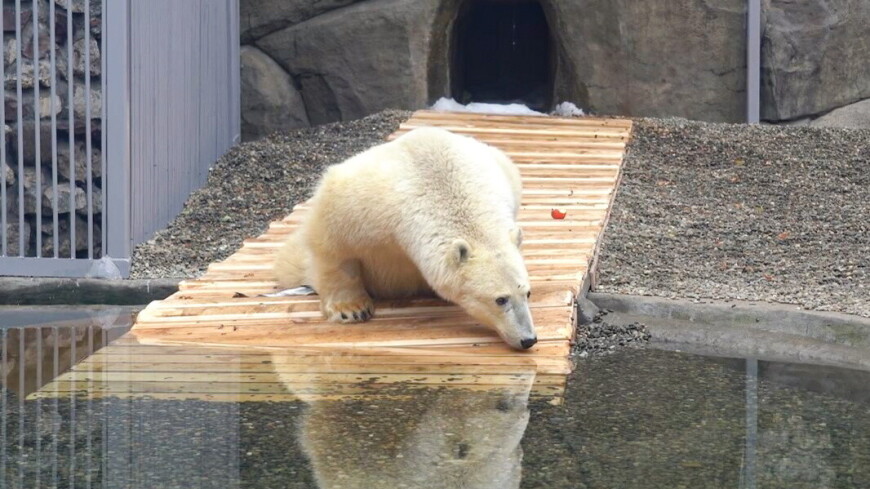 Медведь Диксон добрался до бассейна по матам, постеленным в его вольере