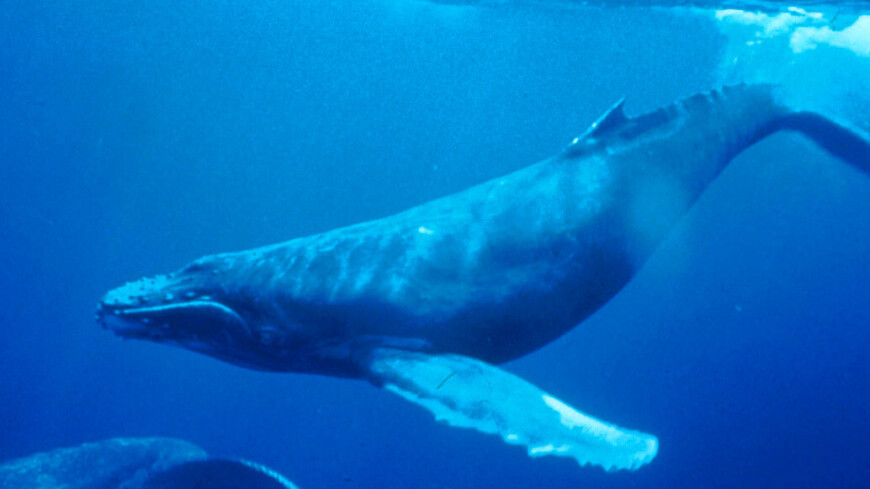 Крупнейшее за последние 100 лет скопление усатых китов заметили рядом с Антарктидой