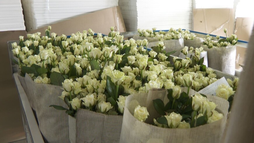 Чтобы роза стояла: под Петербургом вырастили миллиард алых цветов и разгадали секрет вечного букета