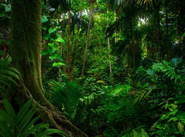 Деятельность человека привела к деградации более трети амазонских джунглей
