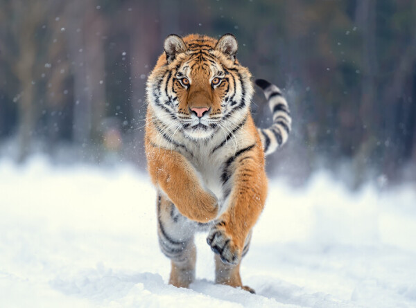 Выпущенная на волю тигрица Елена прогулялась вдоль погранзаставы в Приамурье