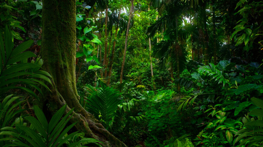 Деятельность человека привела к деградации более трети амазонских джунглей