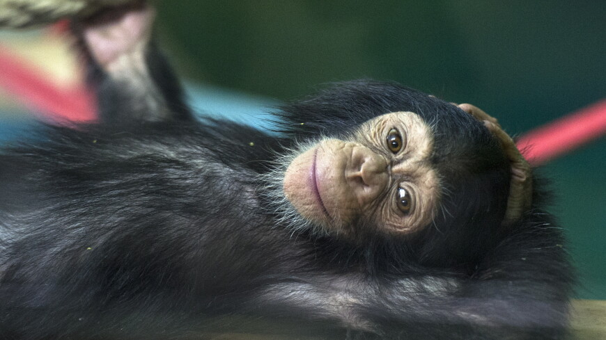Гориллам и шимпанзе в казанском зоопарке раздали пледы