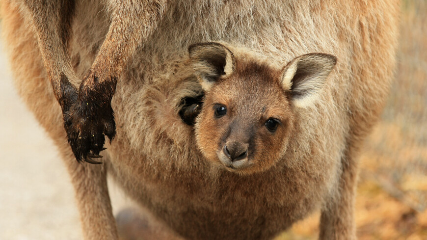 Детеныш кенгуру неожиданно родился в Калининградском зоопарке