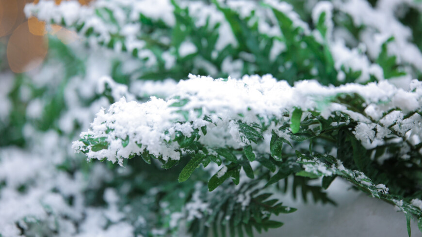 ветки в снегу, заснеженные цветы, снежная масса, снег, зима, сугробы, растения в снегу, снежинки, снежный покров