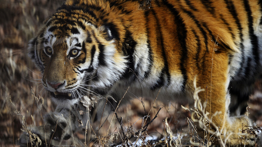 Тигры зачастили в поселки в Хабаровском крае