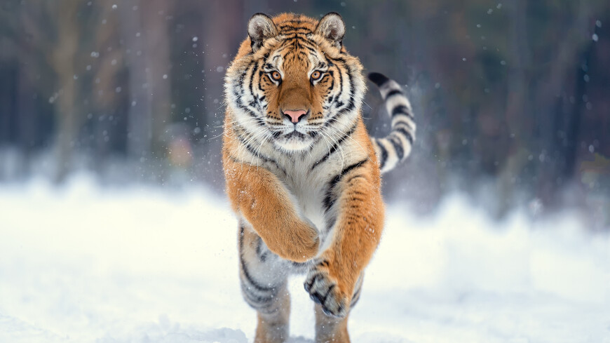 Тигры стали чаще нападать на домашних животных в Хабаровском крае