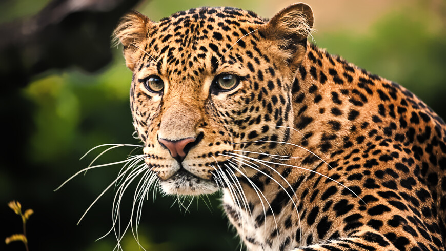 Леопард разогнал заседание суда в Индии