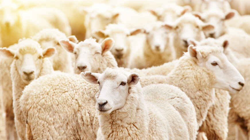 Самую уродливую овцу Британии похитили с фермы в Нортумберленде