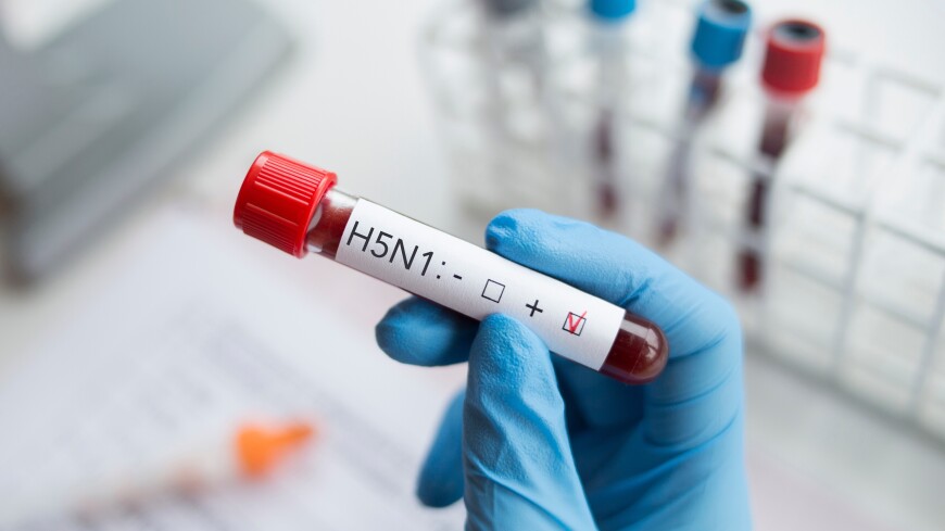 Опасный для человека птичий грипп H5N1 в России не выявлен