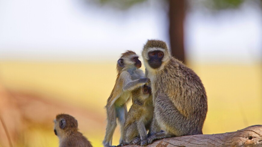 На острове в Карибском море уничтожат всю популяцию обезьян-верветок