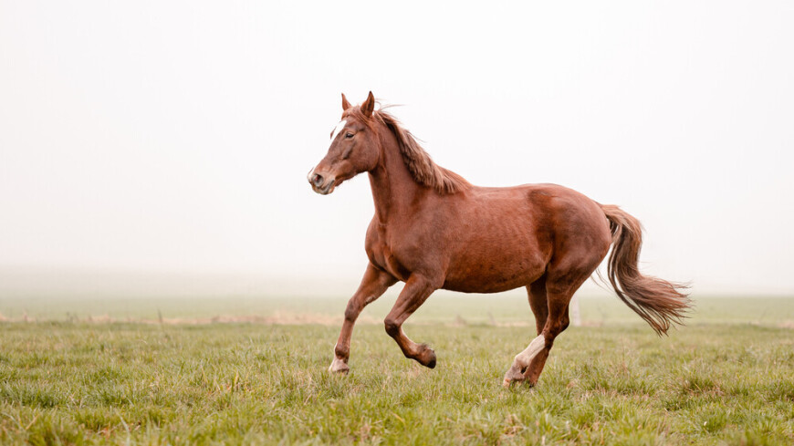 Коня для скачек впервые клонировали в Китае