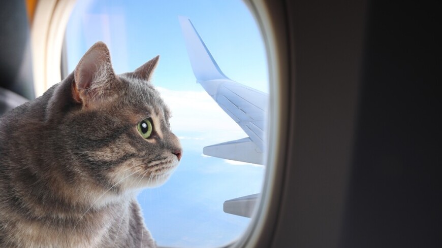 Кот сбежал в бизнес-класс на рейсе из Далласа в Сан-Франциско