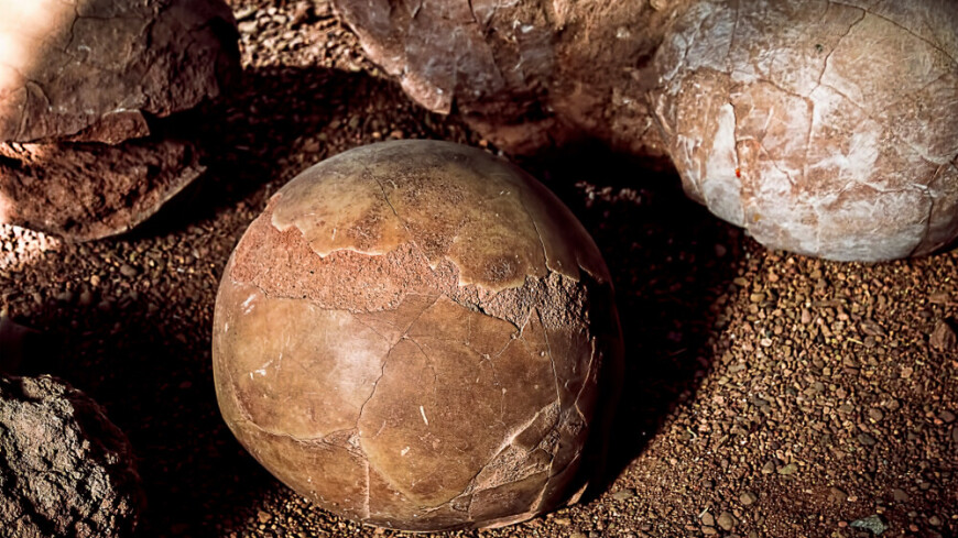 Сотни окаменевших яиц титанозавров нашли ученые в Индии