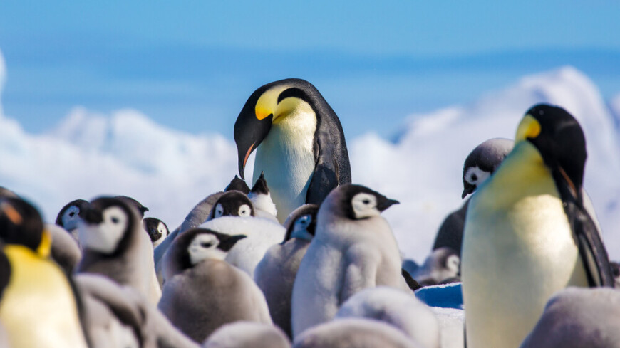 «Секретную» колонию императорских пингвинов в Антарктиде заметили со спутника