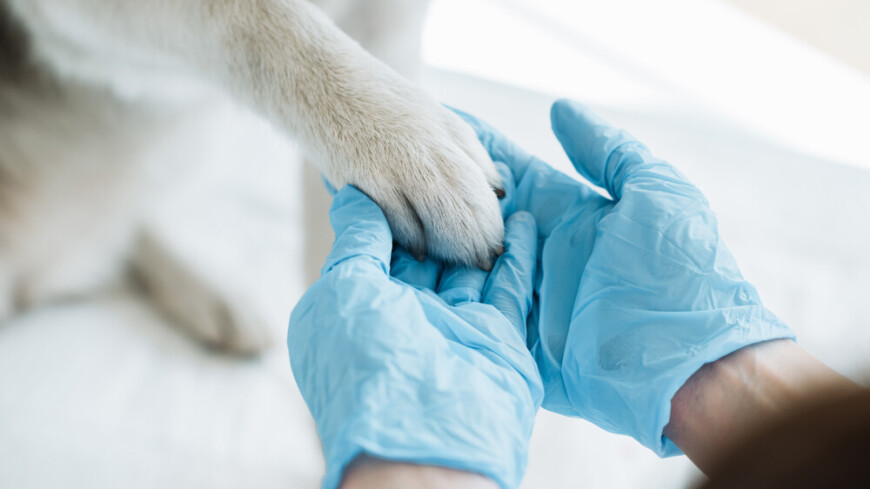 Ветеринары в Челябинске спасли примерзшую к миске собаку