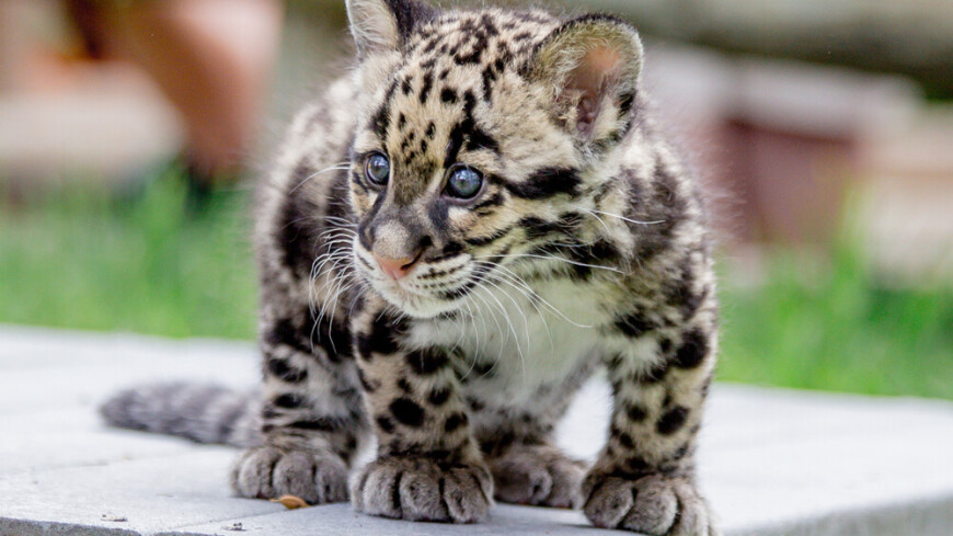 Детеныш леопарда родился в барнаульском зоопарке