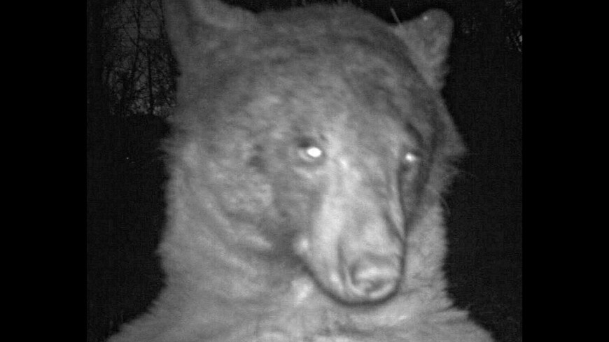 Дикая фотосессия: лесная камера сделала 400 фото одного медведя за ночь