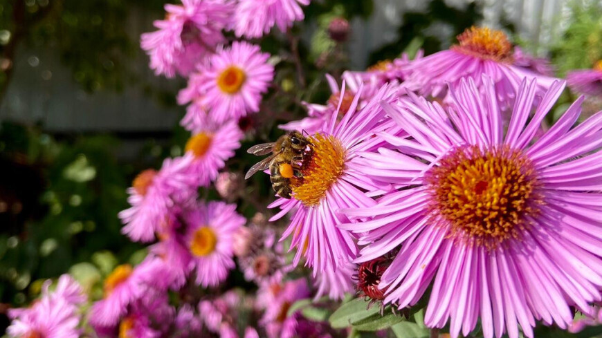 лето, природа, флора, насекомые, цветы, стебель, цветок, лепесток, биология, ботаника, солнце, тепло, деревня, дача, пыльца, нектар, пчела, пчелы, мед, пасека, улей, пчеловод, пчеловодство, соты, рой,