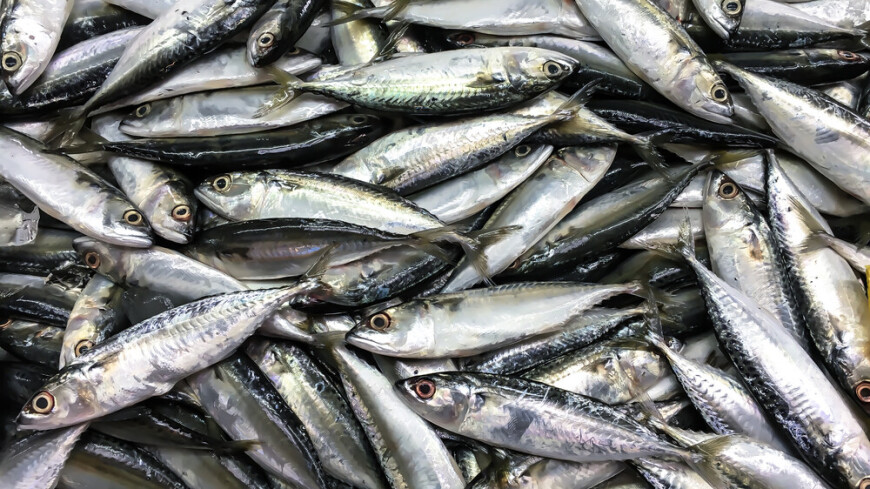 Экологи не связывают массовую гибель рыбы на Курилах с загрязнением воды