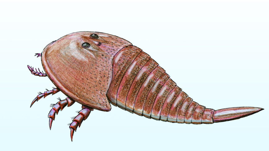 Древнего морского скорпиона обнаружили американские ученые