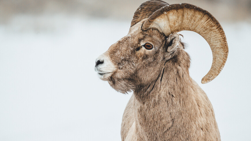Заказник для сохранения снежного барана создадут в Якутии